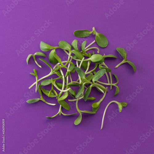 Several young microgreens on purple background