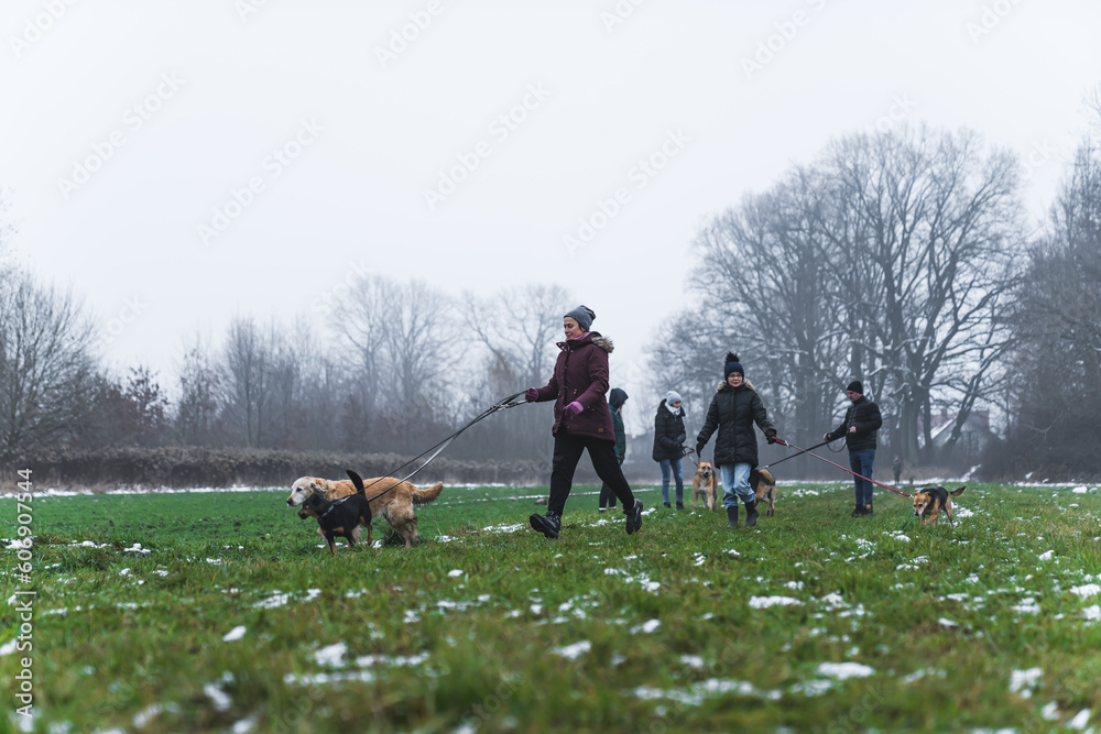 lets go for a walk, my dear friends, full shot of women volunteers taking dogs for a walk in winter. High quality photo lets go for a walk, my dear friends, full shot of women volunteers taking dogs for a walk in winter. High quality photo
