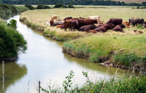Cows and calves in the grass on the bank of the river Cuckmere in summer, East Sussex, England