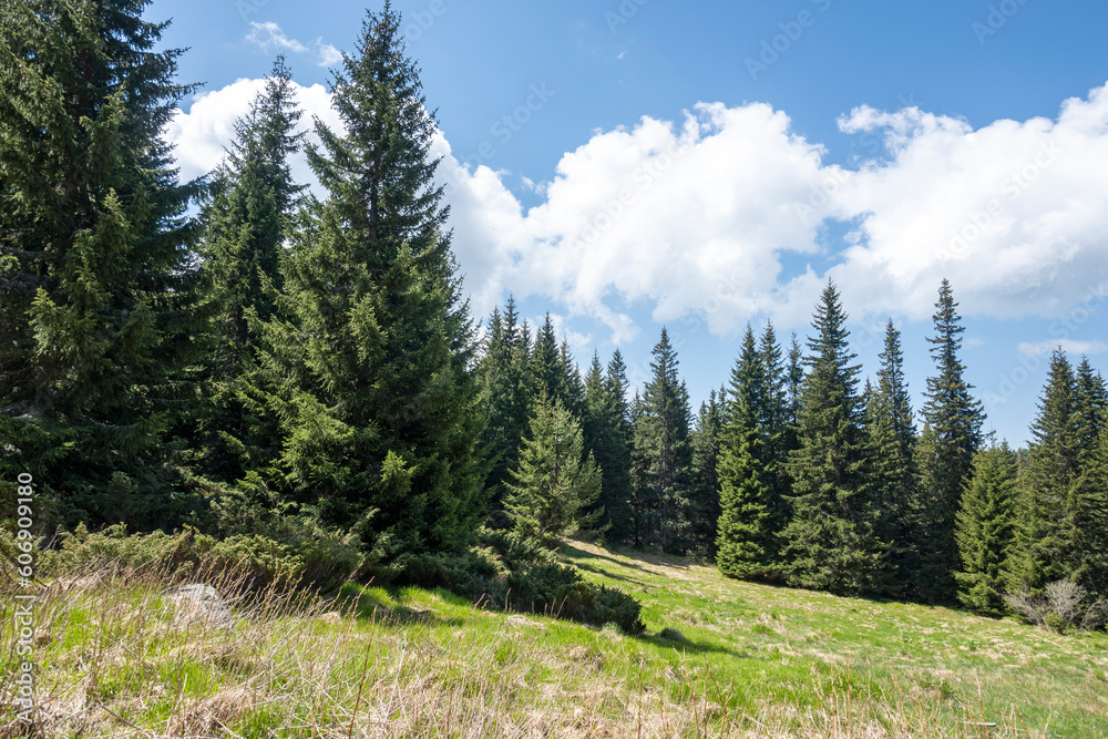 Spring view of Konyarnika area at Vitosha Mountain, Bulgaria