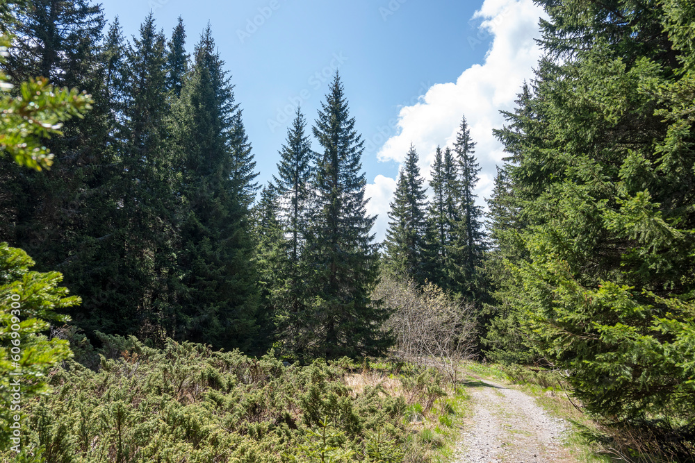 Spring view of Konyarnika area at Vitosha Mountain, Bulgaria