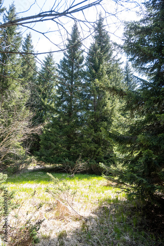 Spring view of Konyarnika area at Vitosha Mountain  Bulgaria