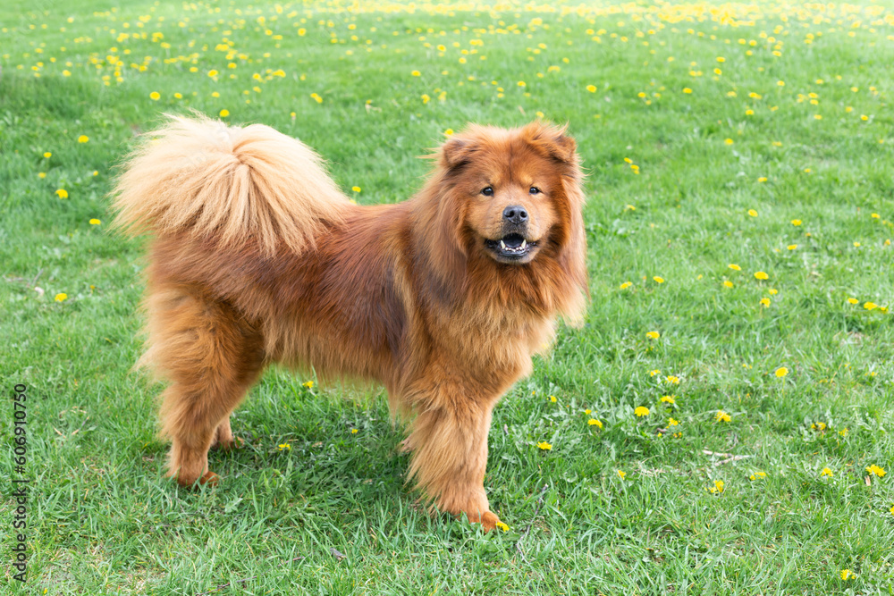 Fototapeta premium Large beautiful female red chow chow looking up while standing on lawn with dandelion in the spring, Quebec City, Quebec, Canada