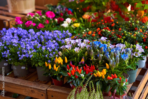small pots of blooming colorful flowers on the shelf of a flower shop