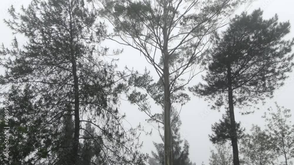 trees in the fog. the video looks down in a landscape from a pine tree trees in the fog. the video looks down in a landscape from a pine tree