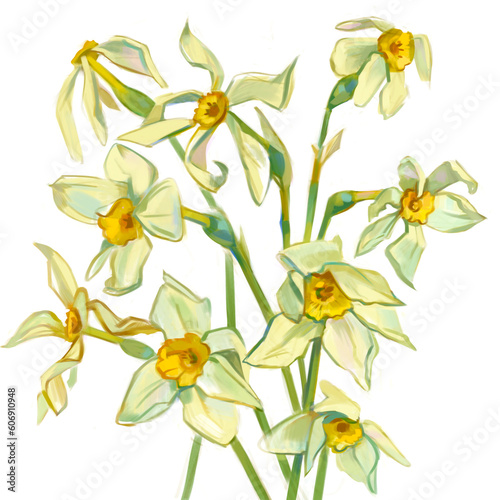 Narcissus. Hand-drawn flowers with paints. Freehand drawing with watercolor. Isolated on white background