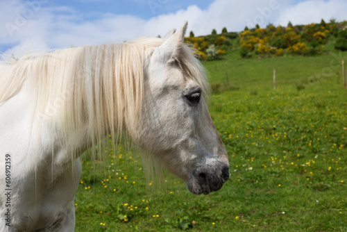 A old white pony in a field in Scotland on a summer afternoon. 