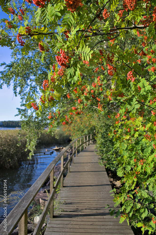 A wooden bridge for a walk along the river and red mountain ash trees. A wooden bridge for a walk along the river and red mountain ash trees.
