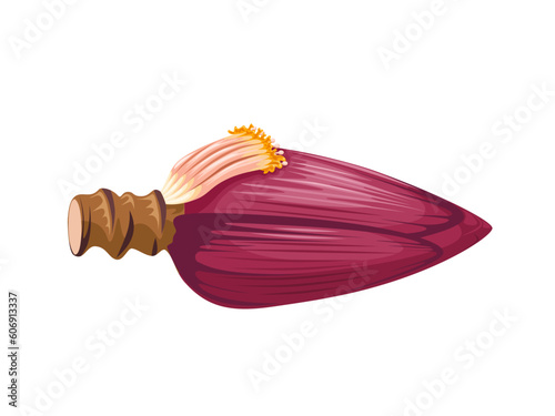 Vector illustration, banana blossom, isolated on white background.