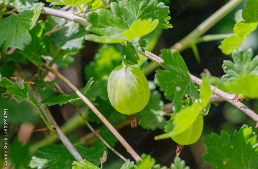 ripe green gooseberries on the bush at harvest time - close-up