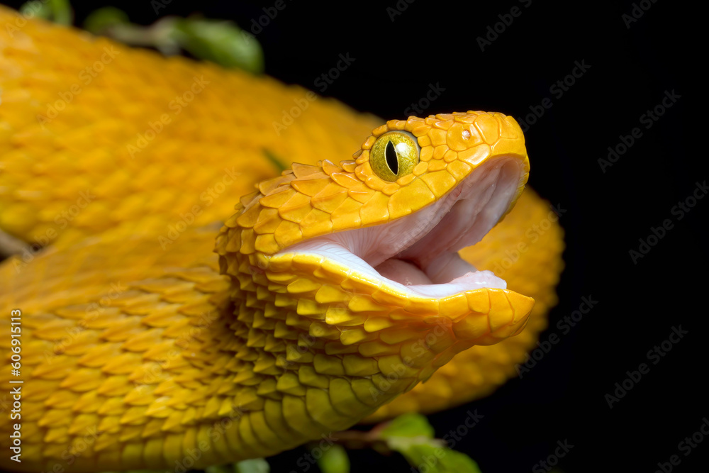 Venomous African Bush Viper Snake with mouth open and fangs retracted Venomous African Bush Viper Snake with mouth open and fangs retracted