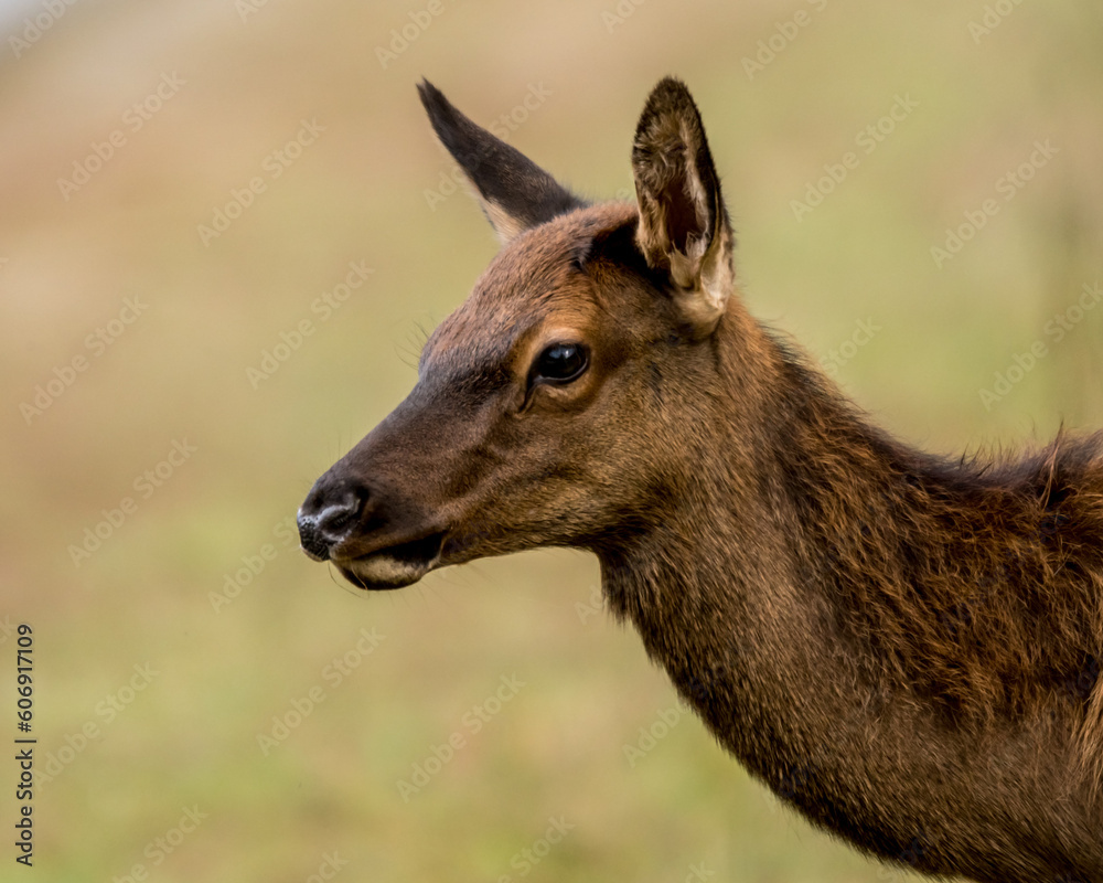 Elk Calf Elk Calf