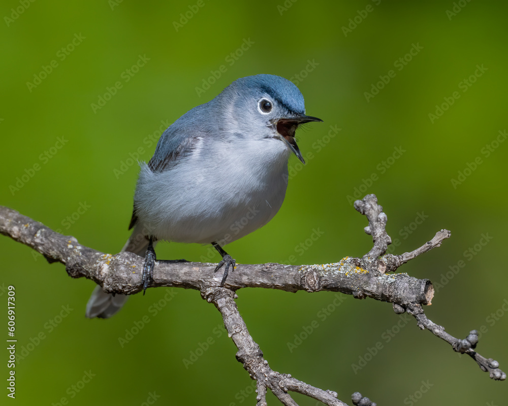 Fototapeta premium Blue-Gray Gnatcatcher