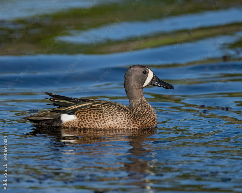 Male Blue-winged Teal swimming in the water