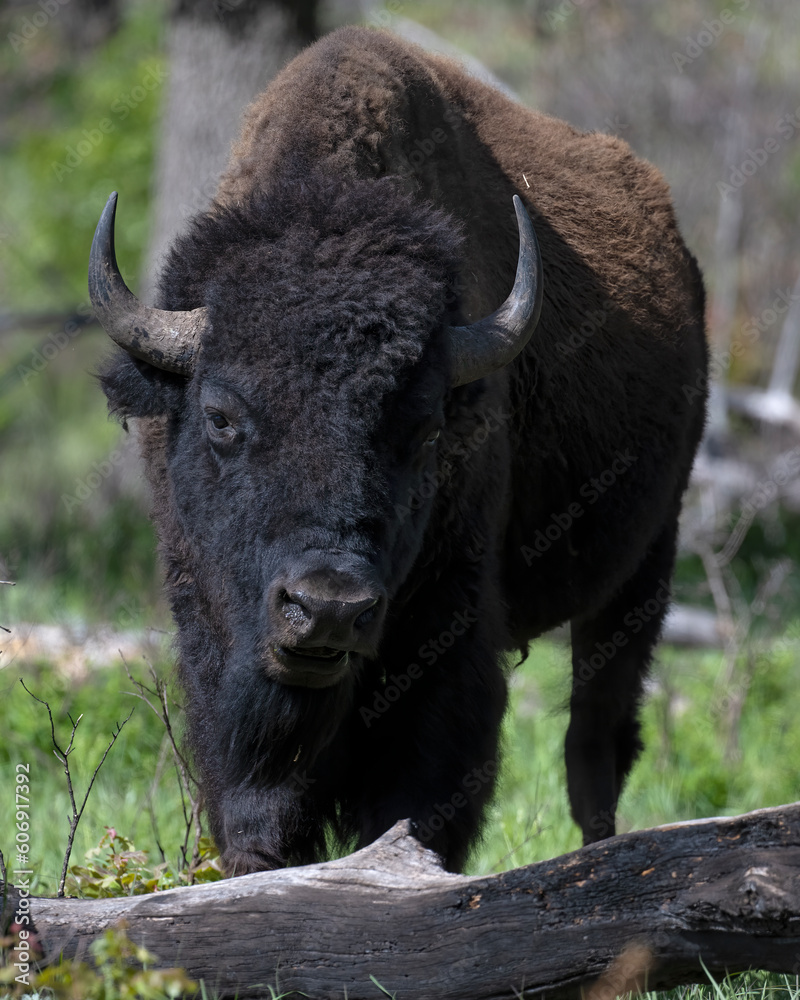 Bison in the woods