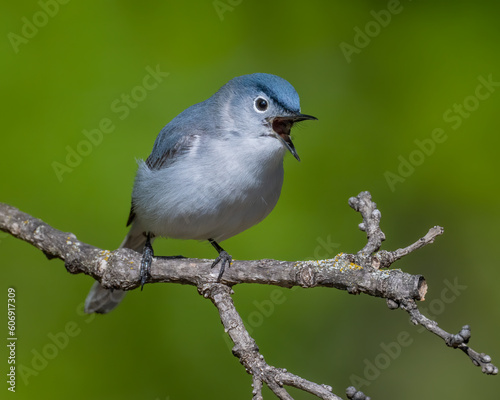 Blue-Gray Gnatcatcher photo