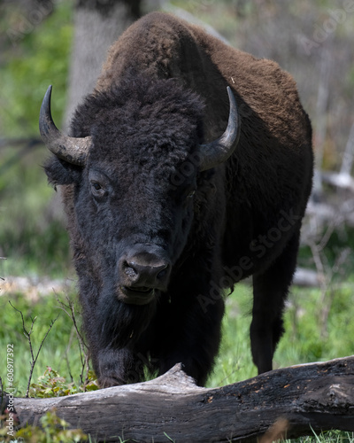 Bison in the woods