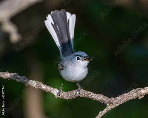 Blue-gray Gnatcatcher photo