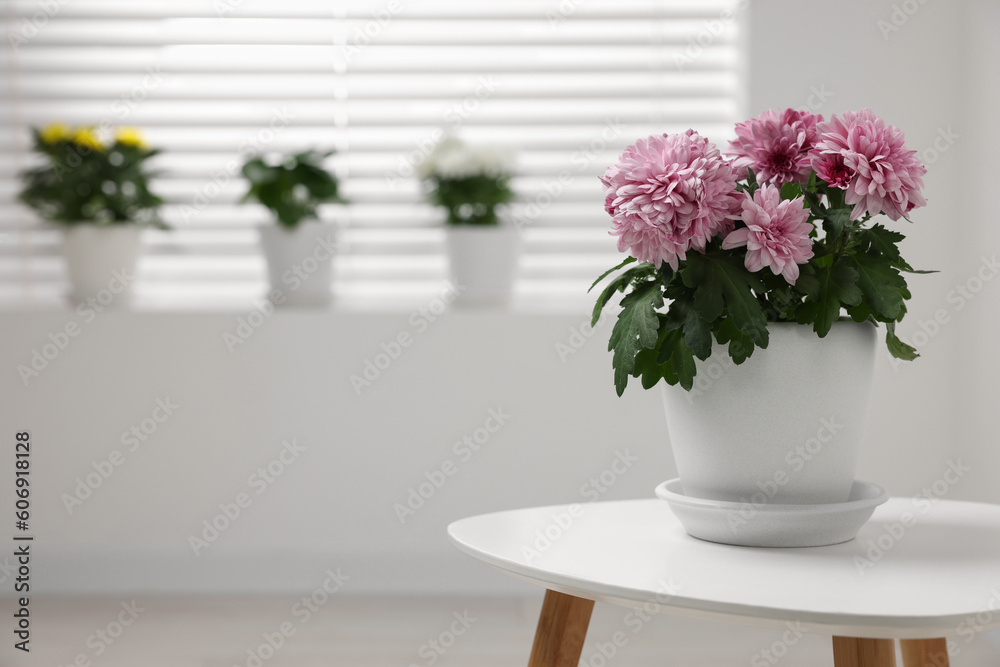 Fototapeta premium Beautiful chrysanthemum plant in flower pot on white table in room, space for text