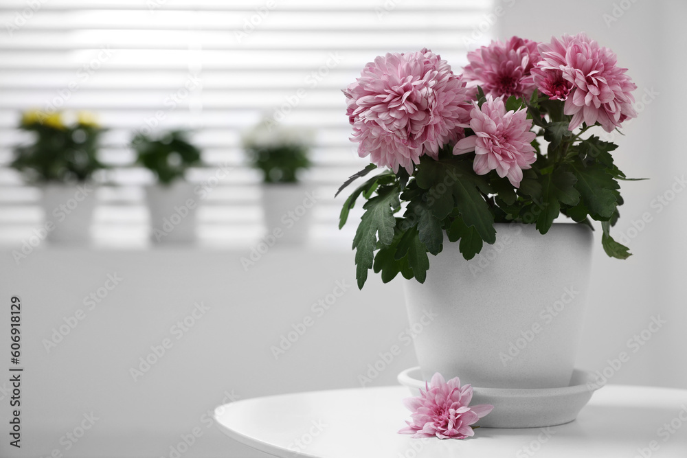 Beautiful chrysanthemum plant in flower pot on white table indoors. Space for text Beautiful chrysanthemum plant in flower pot on white table indoors. Space for text