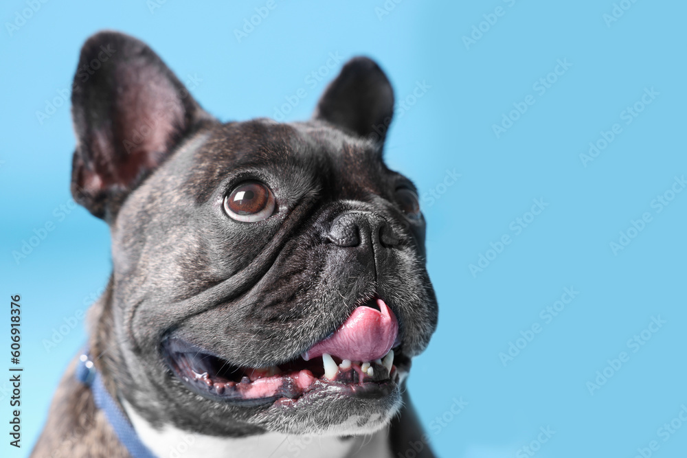 Adorable French Bulldog with bow tie on light blue background