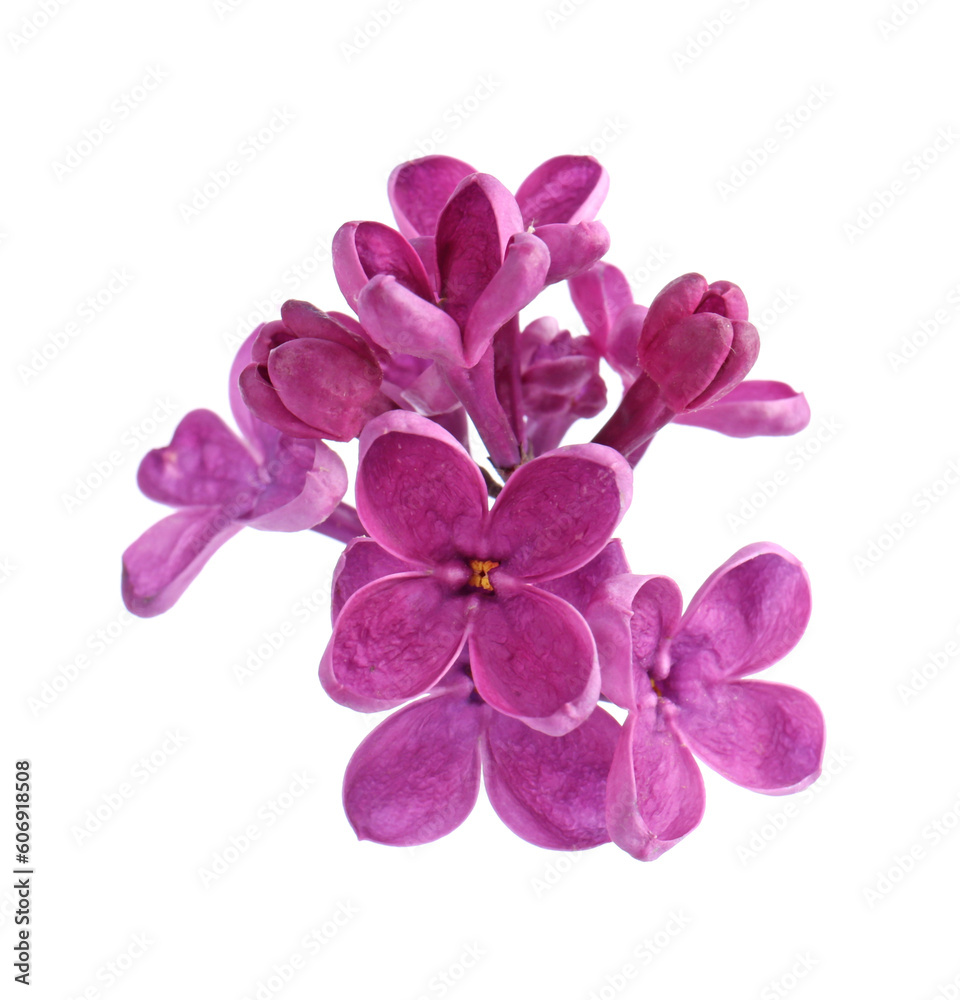 Beautiful fragrant lilac flowers on white background Beautiful fragrant lilac flowers on white background