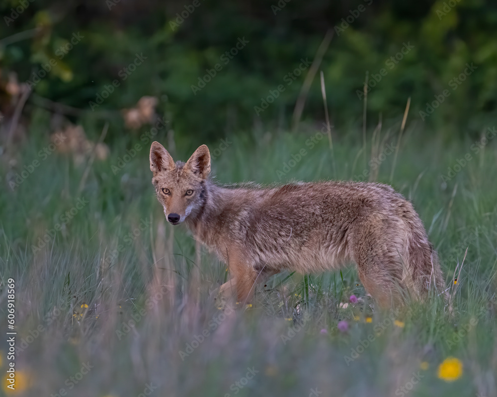 Coyote in the Wichita Mountains