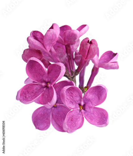 Beautiful fragrant lilac flowers on white background