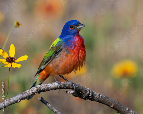 Male Painted Bunting in the Wichita Mountains © David McGowen