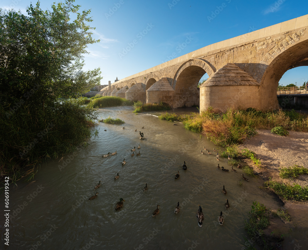 Fototapeta premium Group of Ducks at Guadalquivir River near the Roman bridge - Cordoba, Andalusia, Spain