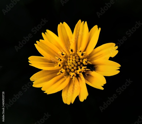 yellow flower on black background