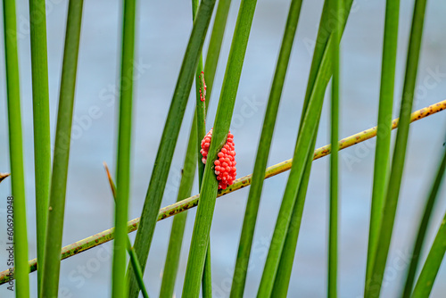 Red snail egg sac on green water reed