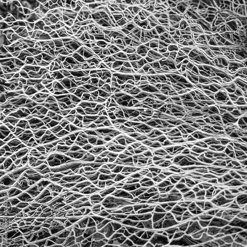 Cactus skeleton in black and white