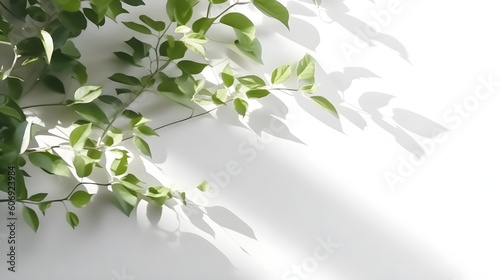 Blurred shadow from leaves plants on the white wall. Minimal abstract background for product presentation. Spring and summer