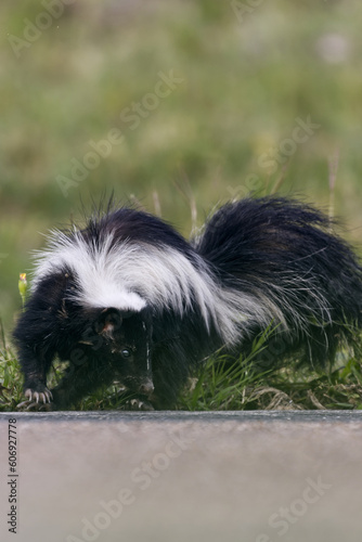 Striped skunk. Mephitis mephitis