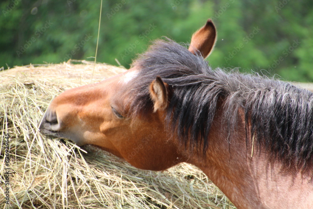 horse eating hay, Fort Edmonton Park, Edmonton, Alberta horse eating hay, Fort Edmonton Park, Edmonton, Alberta