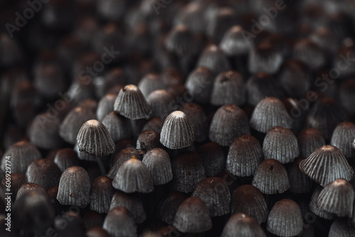 Mushrooms