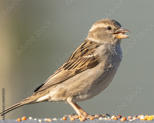 female house sparrow