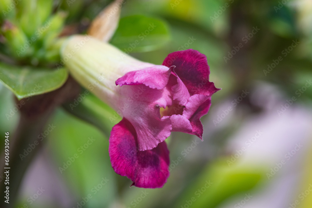 Valokuva desert rose blooming