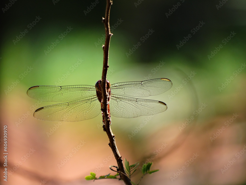 Φωτογραφία spread out dragonfly wings