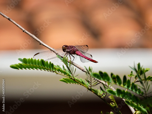 Red dragon fly on a branch