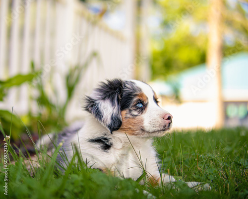 Australian Shepherd Puppy