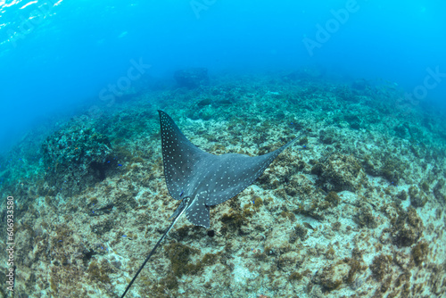 Spotted Eagle Ray  Byron Bay Australia