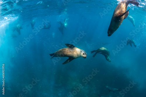 Australian Fur Seal, New South Wales Australia © Gary