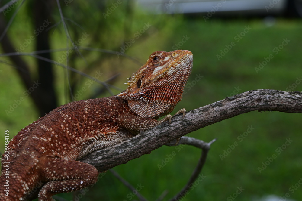 Obraz premium The central bearded dragon, Pogona vitticeps, also known as the inland bearded dragon, is a species of agamid lizard found in a wide range of arid to semiarid regions