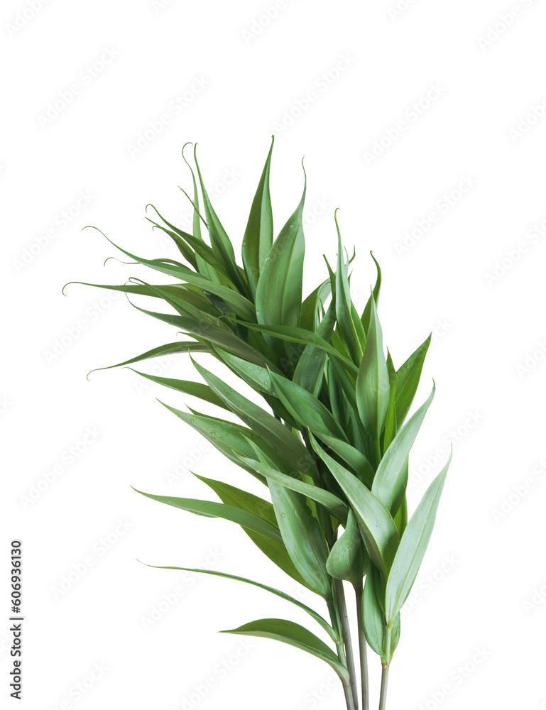 Tropical leaf, green plant isolated on transparent background. Tropical leaf, green plant isolated on transparent background.