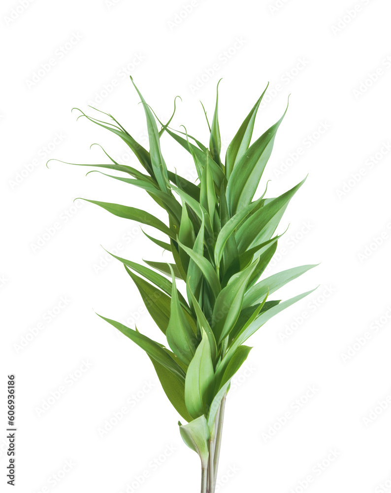 Green plant isolated on transparent background. Green plant isolated on transparent background.
