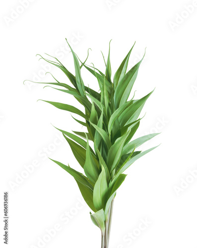 Green plant isolated on transparent background.