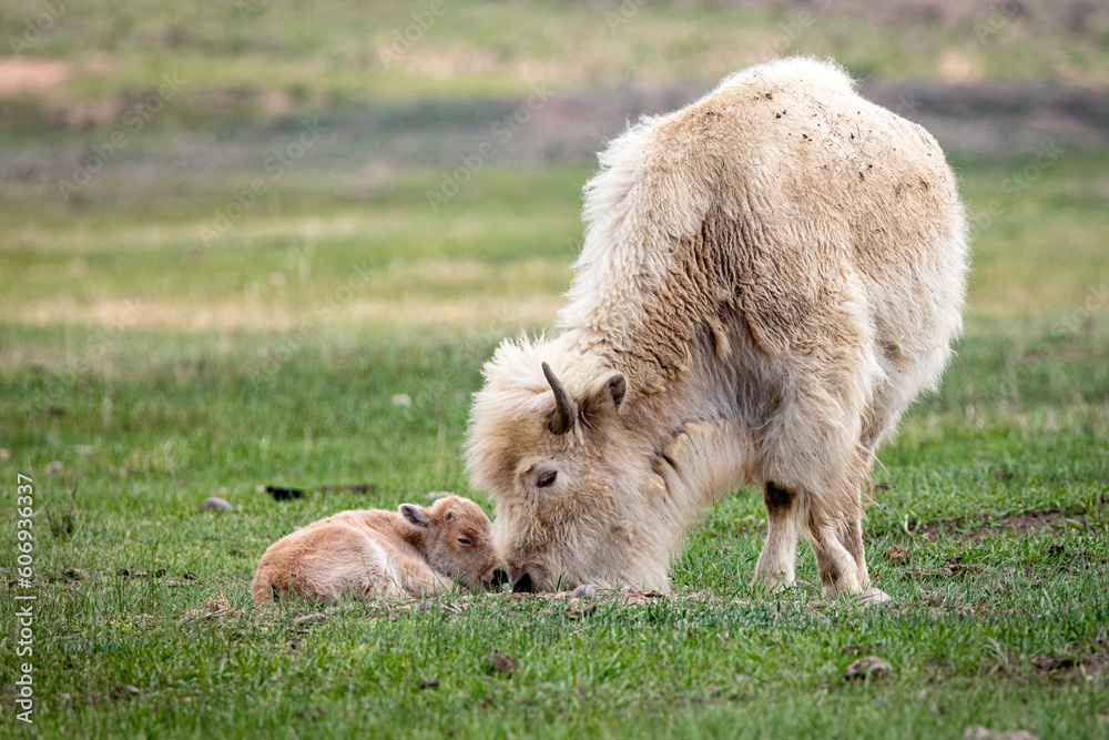 Mother and child white American bison in a green Wyoming meadow in spring grazing on the lush grass. Mother and child white American bison in a green Wyoming meadow in spring grazing on the lush grass.