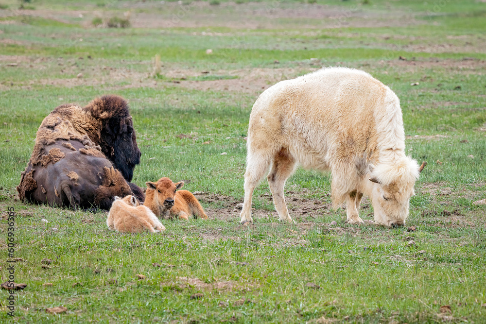 Bison buffalo family resting and grazing in the green spring meadow of Wyoming. Bison buffalo family resting and grazing in the green spring meadow of Wyoming.